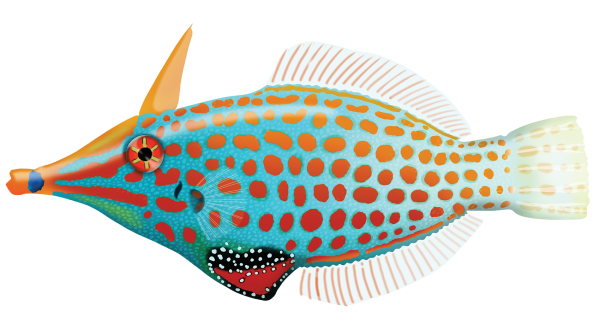 Harlequin Filefish - Marinewise