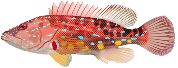 Harlequin Fish - Marinewise