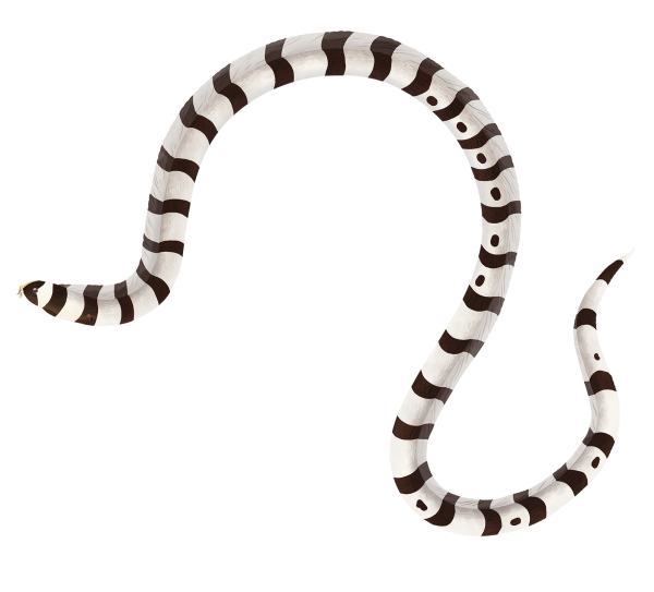 Harlequin Snake Eel - Marinewise