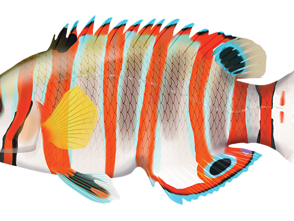 Harlequin Tuskfish - Marinewise