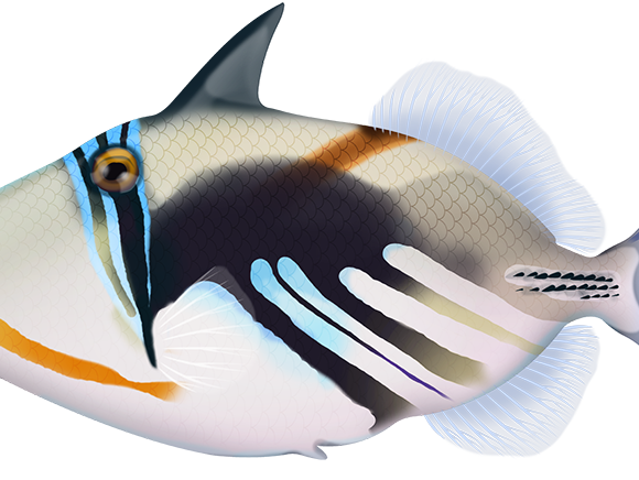 Hawaiian Triggerfish - Marinewise
