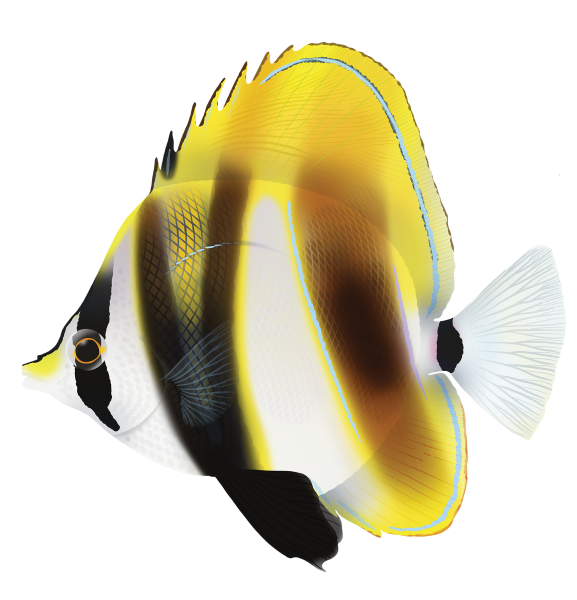Highfin Coralfish - Marinewise