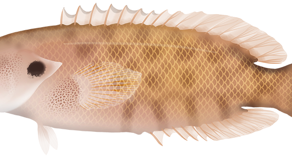 Honeycomb Podge - Marinewise