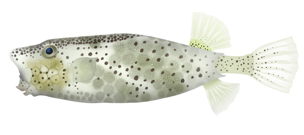 Horn Nose Boxfish - Marinewise