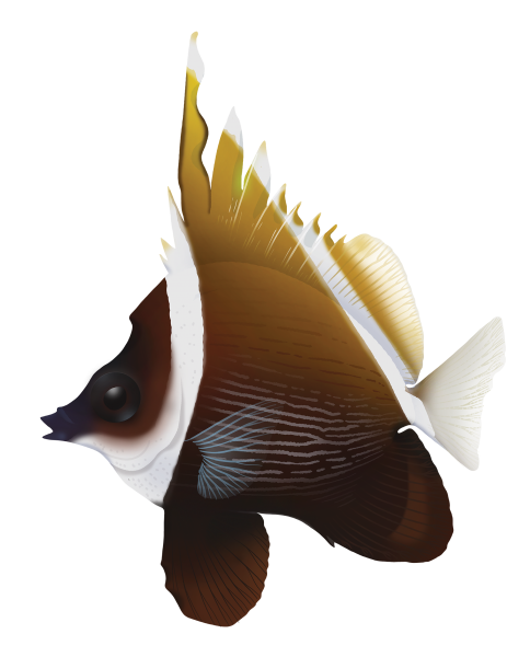 Horned Bannerfish - Marinewise
