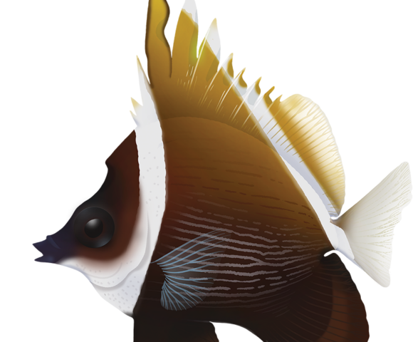 Horned Bannerfish - Marinewise
