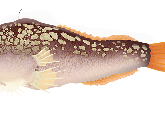 Humpback Anglerfish - Marinewise