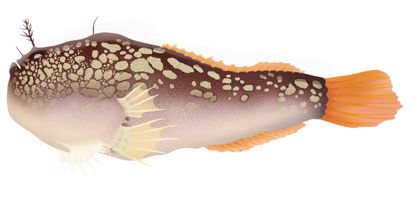 Humpback Anglerfish - Marinewise