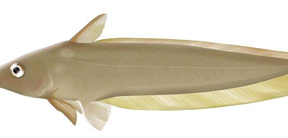 Hyrtl's Catfish - Marinewise