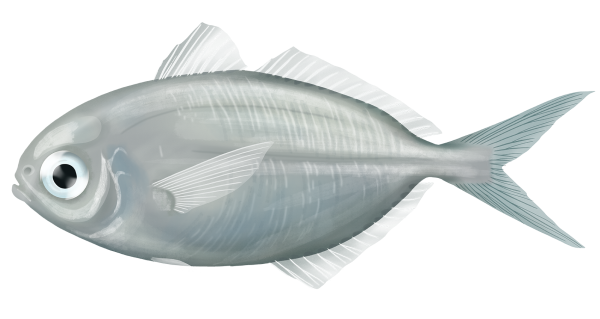 Indian Driftfish - Marinewise