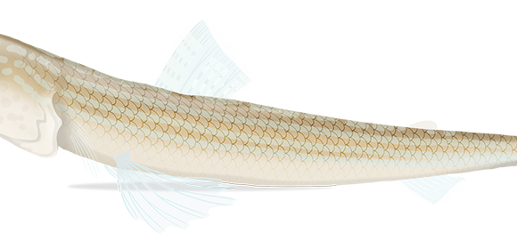 Indian Lizardfish - Marinewise
