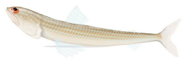 Indian Lizardfish - Marinewise