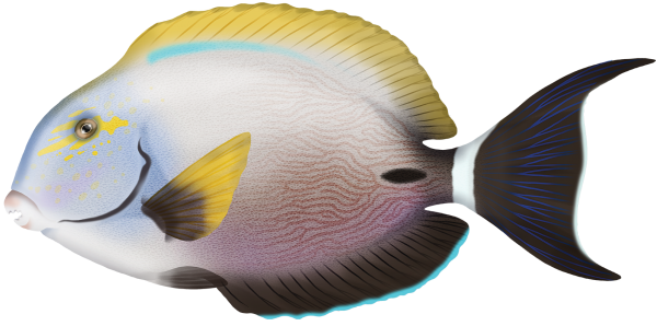 Inshore Surgeonfish - Marinewise