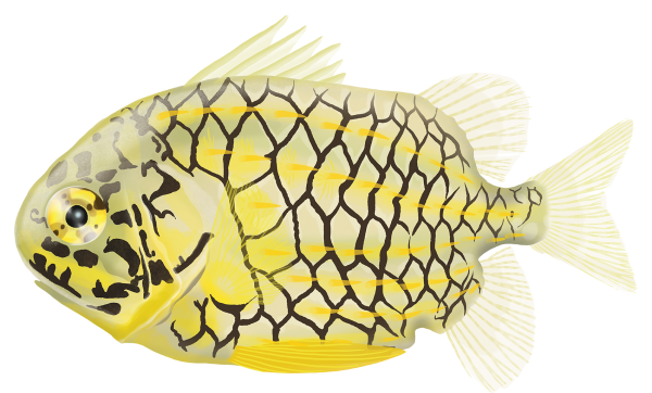 Japanese Pineapplefish - Marinewise