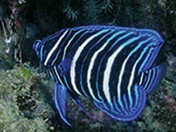 Juvenile Sixbar Angelfish