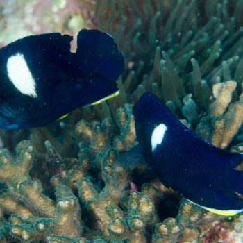 Keyhole Anglefish pair on reef