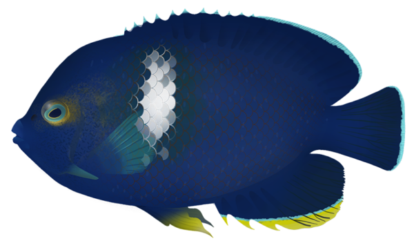 Keyhole Angelfish - Marinewise