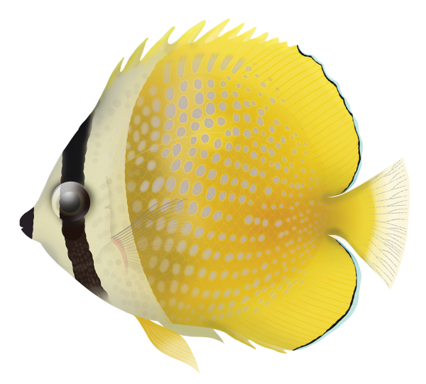 Kleins Butterflyfish -Marinewise