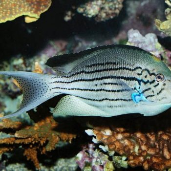 Lamarck Anglefish in coral