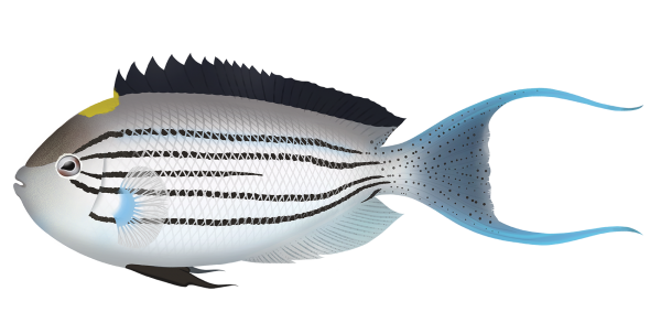 Lamarcks Angelfish - Marinewise