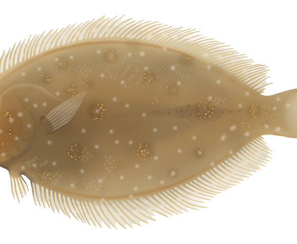 Largetooth Flounder - Marinewise