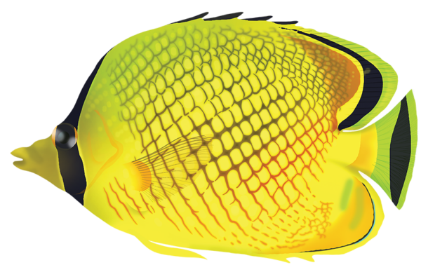 Lattice Butterflyfish - Marinewise