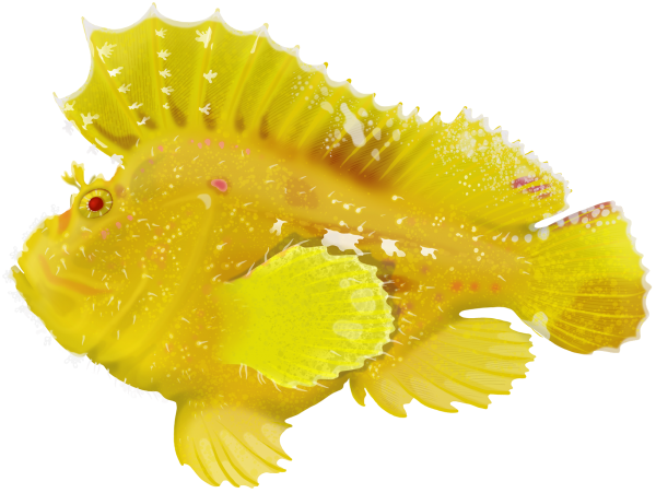 Leaf Scorpionfish - Marinewise