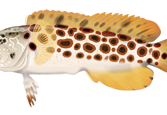 Leopard Jawfish - Marinewise