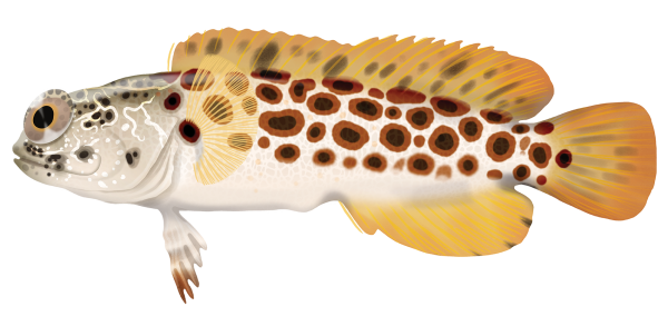 Leopard Jawfish - Marinewise