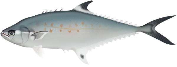 Lesser Queenfish - Marinewise