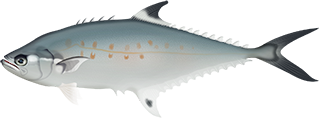 Lesser Queenfish - Marinewise