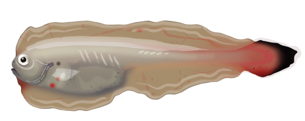 Limp Eelpout - Marinewise