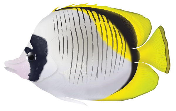 Lined Butterfyfish - Marinewise