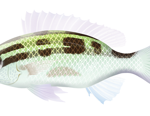 Lined Monocle Bream - Marinewise