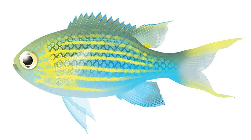 Lined Puller - Chromis Lineata | Marinewise