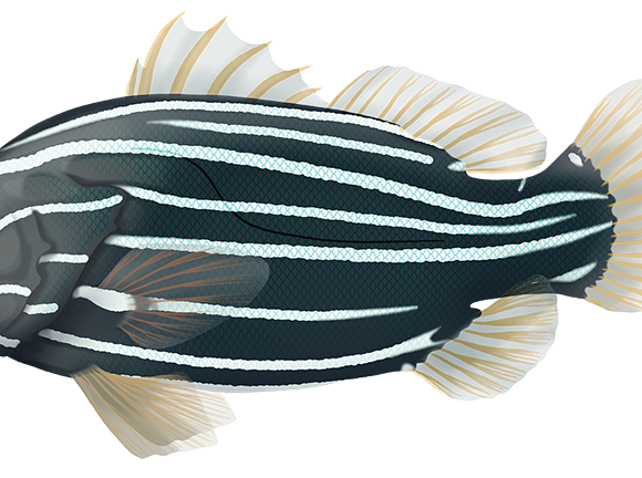 Lined Soapfish - Marinewise