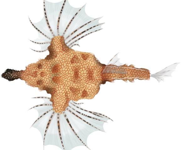 Little Dragonfish - Marinewise