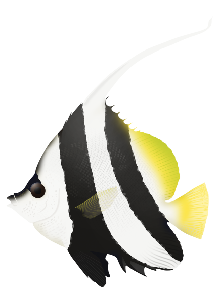 Longfin Bannerfish - Marinewise