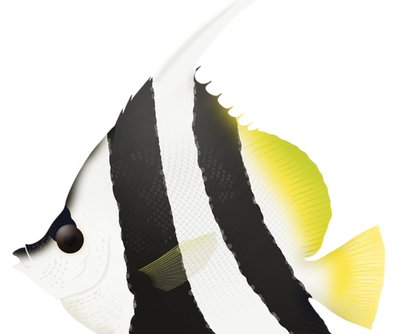 Longfin Bannerfish - Marinewise