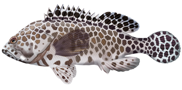 Longfin Rockcod - Epinephelus Quoyanus | Marinewise