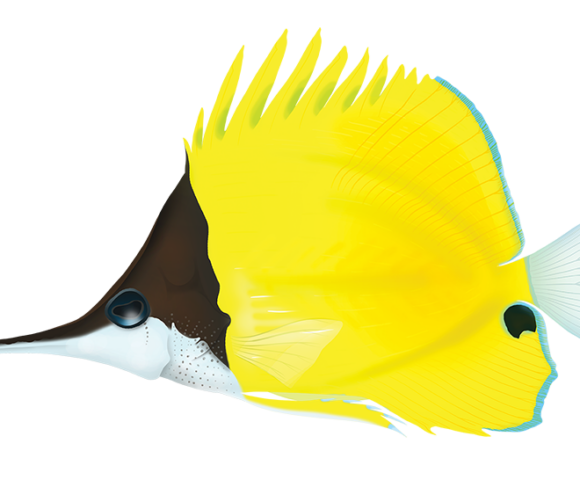 Longnose Butterflyfish - Marinewise