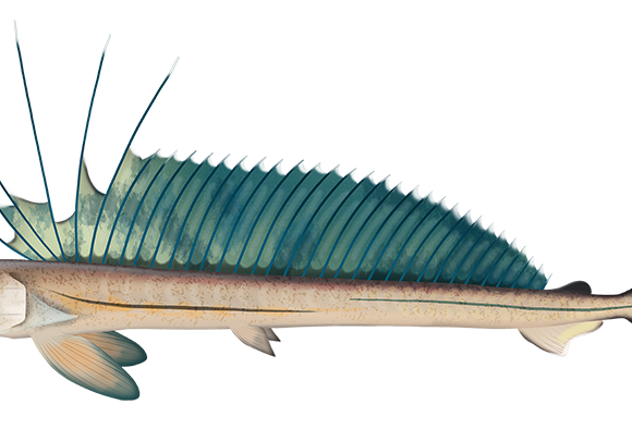 Longnose Lancetfish - Marinewise