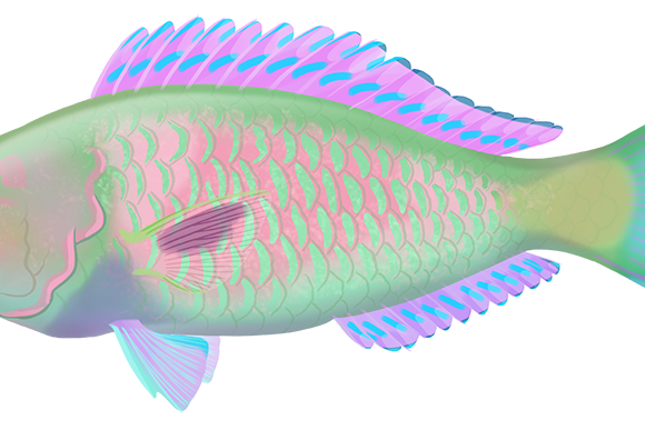 Longnose Parrotfish - Marinewise