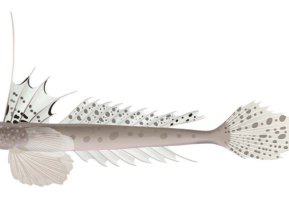 Longnose Stinkfish - Marinewise