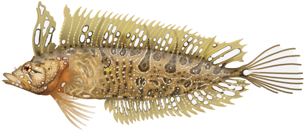 Longnose Weedfish - Marinewise