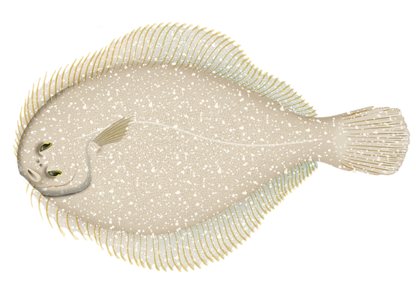 Longsnout Flounder - Marinewise