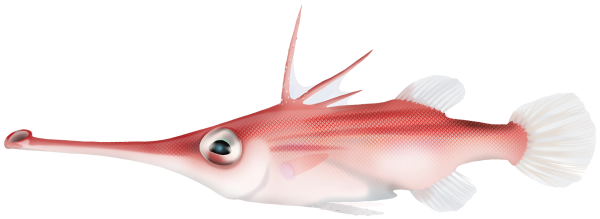 Longsnout Spikefish - Marinewise