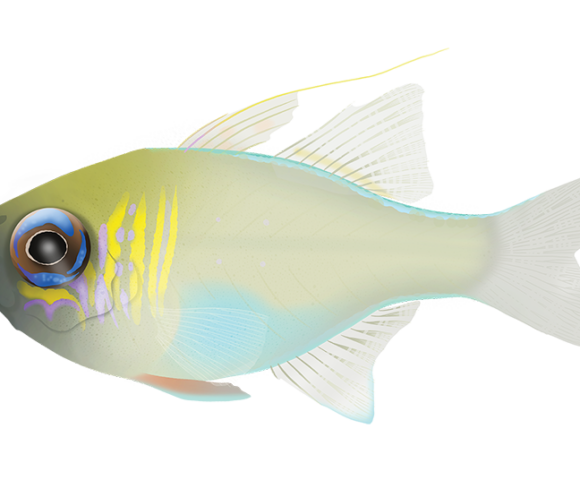 Longspine Cardinalfish - Marinewise