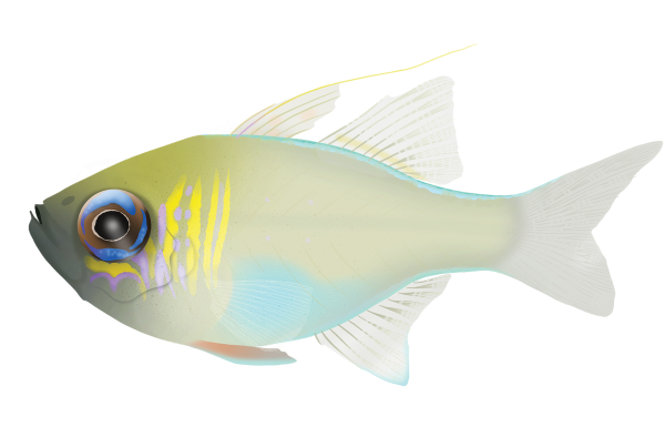 Longspine Cardinalfish - Marinewise