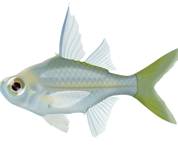 Longspine Glassfish - Marinewise